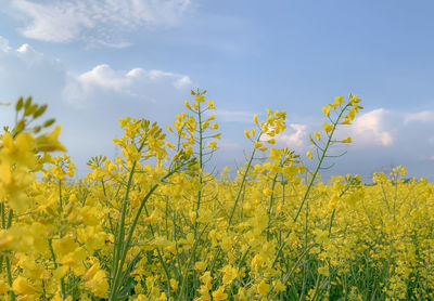 Scenic view of oilseed rape field against sky