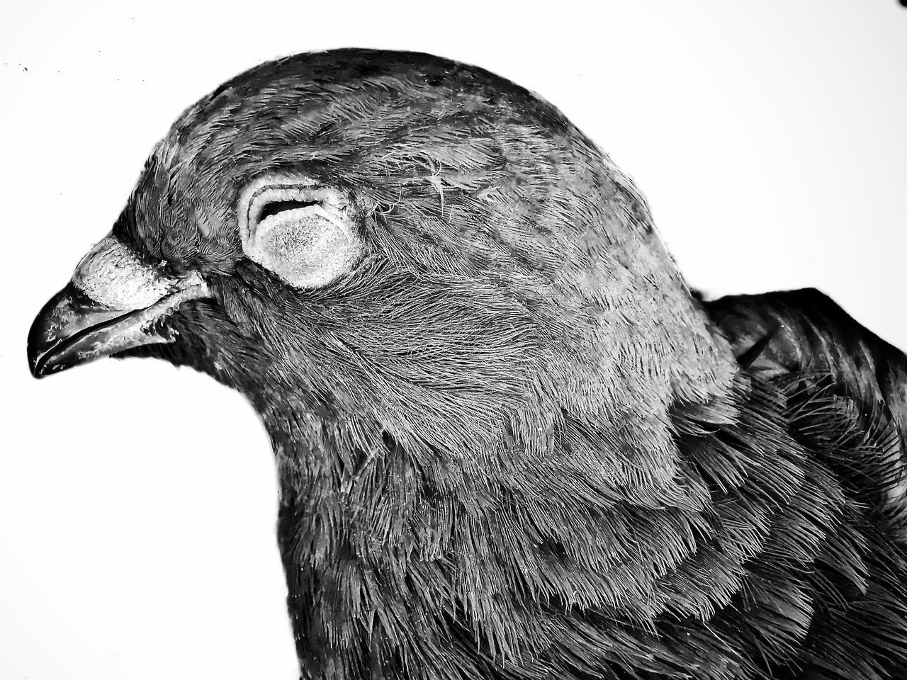 CLOSE-UP OF A BIRD LOOKING AWAY