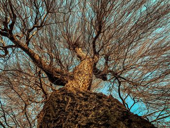 Low angle view of bare tree against clear sky