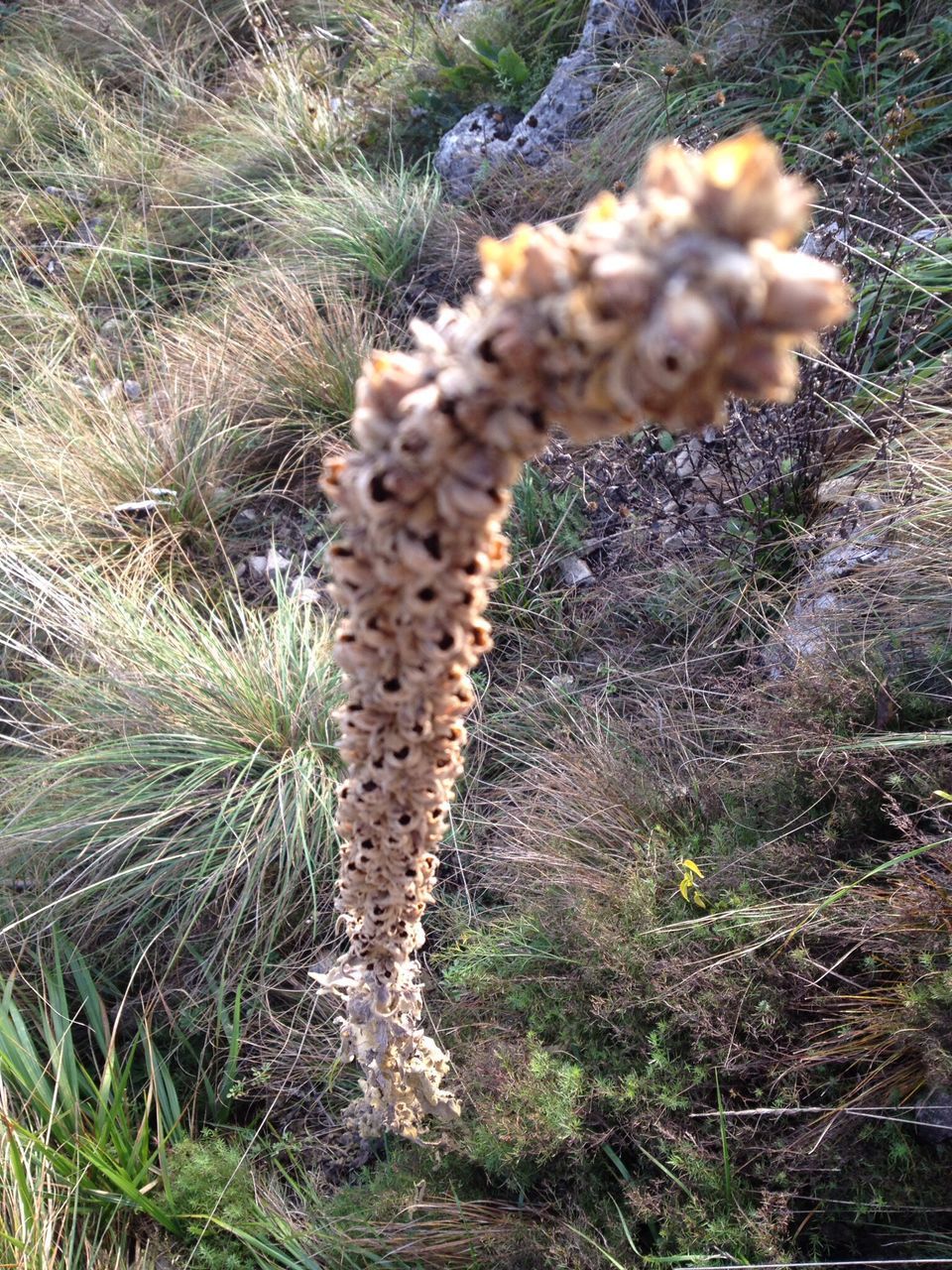 growth, plant, high angle view, nature, close-up, field, grass, growing, day, dry, outdoors, beauty in nature, no people, textured, cactus, freshness, uncultivated, natural pattern, tranquility, pine cone