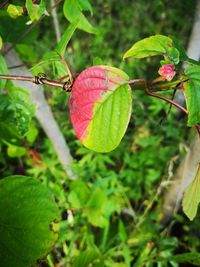 Close-up of fresh green plant