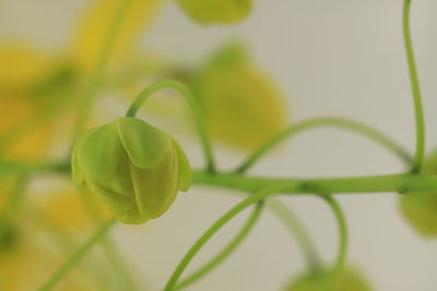 Close-up of yellow flowering plant