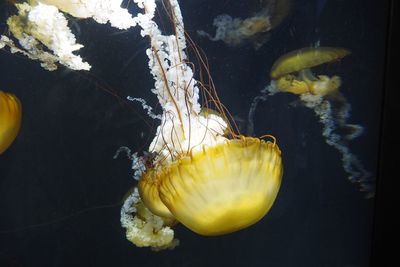 Close-up of jellyfish in sea