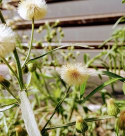 Close-up of fresh flowers blooming outdoors