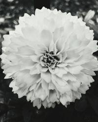 Close-up of flower blooming outdoors