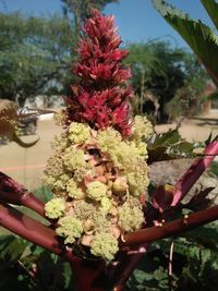 Close-up of red flowers growing on plant