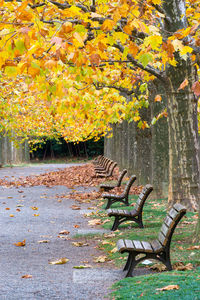 Autumn in the shinjuku park, tokyo, japan