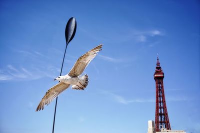 Low angle view of eagle flying against sky