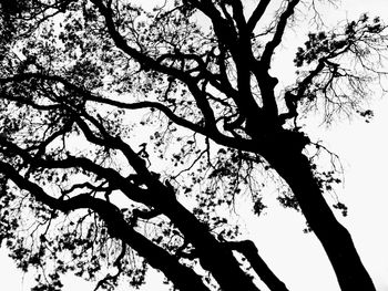 Low angle view of tree against clear sky