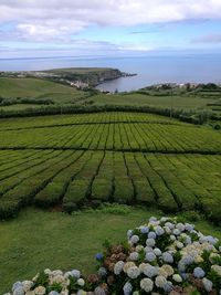 Scenic view of agricultural field against sky