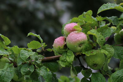 Close-up of wet plants