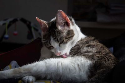 Close-up of cat resting at home