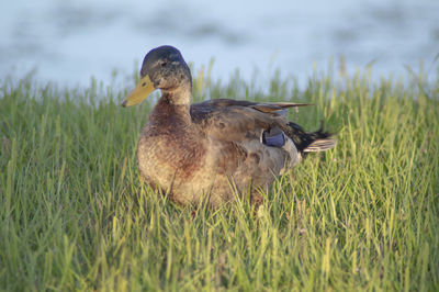 Duck in a field