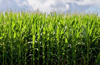 Close-up of crops growing on field against sky