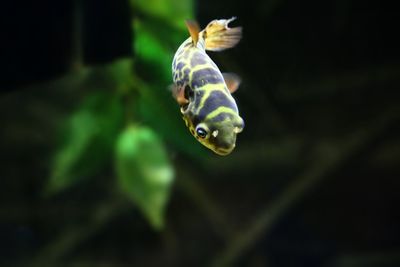 Close-up of fish swimming in sea