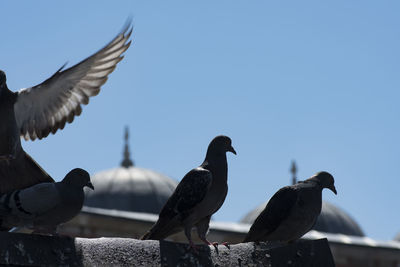 Low angle view of pigeons flying