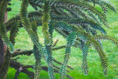 Close-up of pine tree