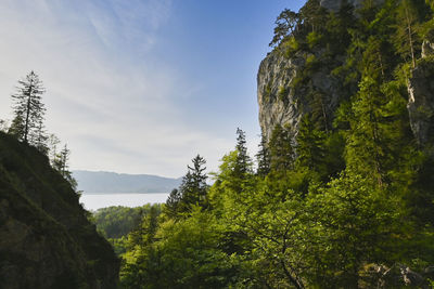 Scenic view of forest against sky