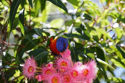 Close-up of butterfly pollinating on flower