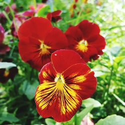 Close-up of red flower