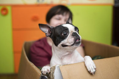 Close-up of dog