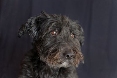 Close-up portrait of dog