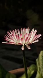 Close-up of pink flower