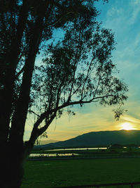 Silhouette trees on landscape against sky during sunset