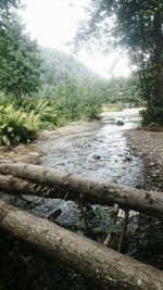 Scenic view of river flowing through forest