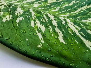 Close-up of raindrops on leaves