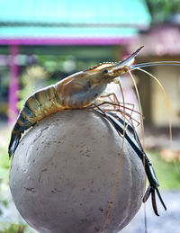 Close-up of shrimp on railing