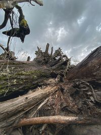 View of tree trunk against cloudy sky