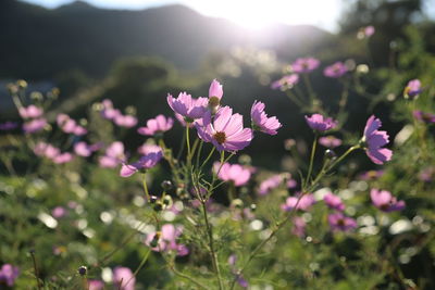 Close-up of pink flowers