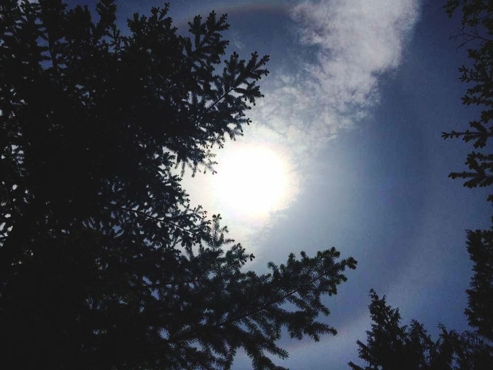 tree, plant, sky, sun, beauty in nature, tranquility, low angle view, no people, nature, sunlight, tranquil scene, silhouette, growth, scenics - nature, cloud - sky, sunbeam, outdoors, idyllic, day, lens flare, treetop, coniferous tree