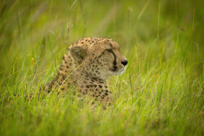 Cheetah lies in long grass staring right