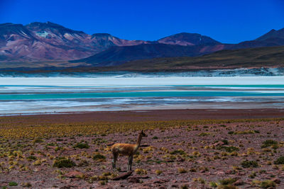 View of an alpaca next to a salt lake in the mountains