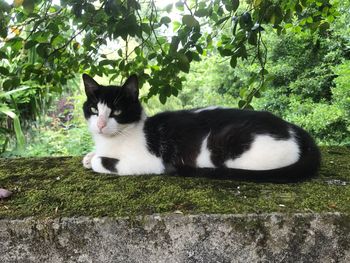 Portrait of cat sitting by tree