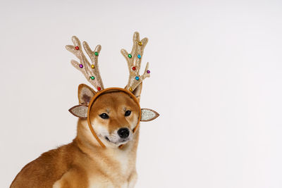 New year and christmas concept of deer with dog in bandage of antlers performed