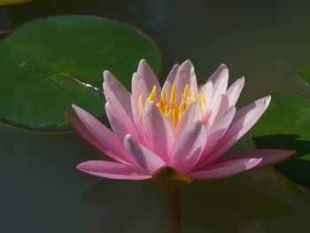 Close-up of lotus water lily in pond