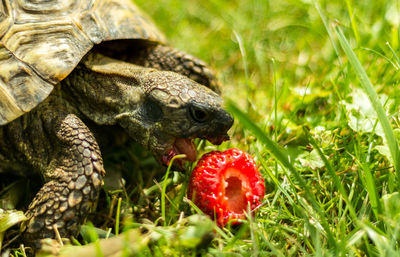 Close-up of tortoise eating strawberry on field