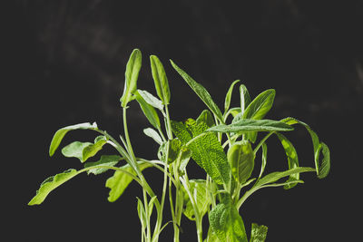 Close-up of plant