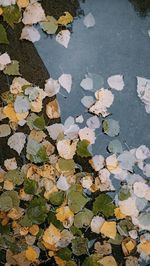 High angle view of leaves floating on water