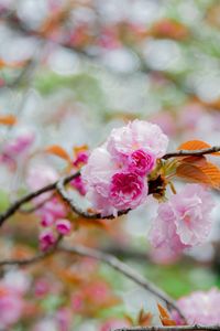 Close-up of pink cherry blossom