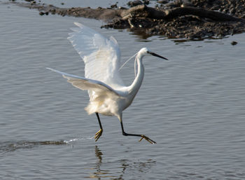 Bird flying over lake