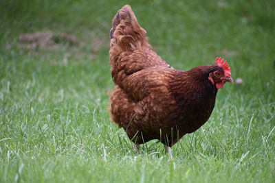 Close-up of hen on field