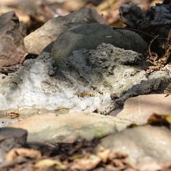 Surface level of stones