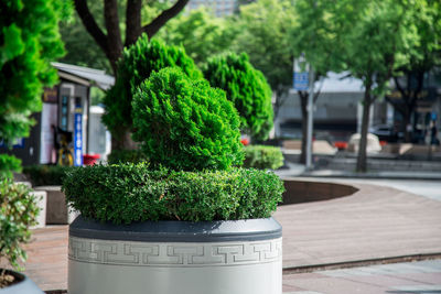 Close-up of potted plants in park