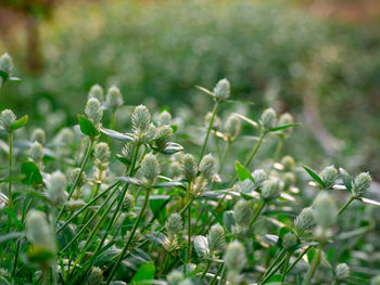 Close-up of flowering plants on land