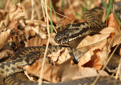 Close-up of lizard on field during autumn