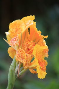 Close-up of yellow flower blooming outdoors